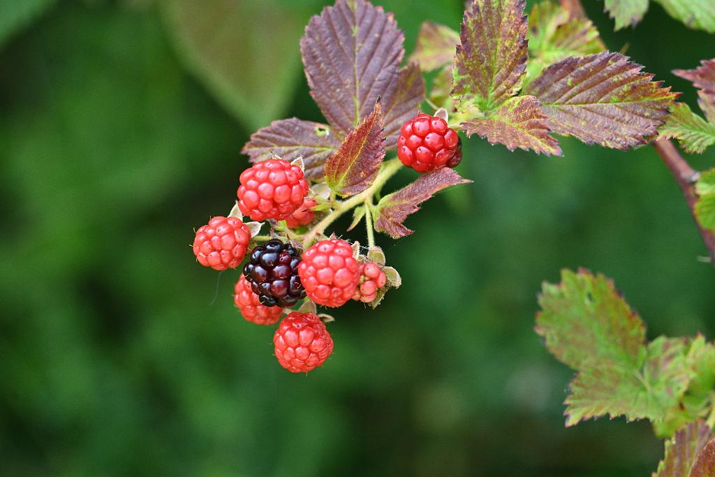 2025-08039841 Tower Hill Botanic Garden, MA.JPG - Blackberries. New England Botanic Garden at Tower Hill, MA, 8-3-2025